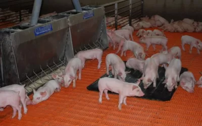 Nursery or Wean-to-Finish: Finding What’s Best for Pigs and People