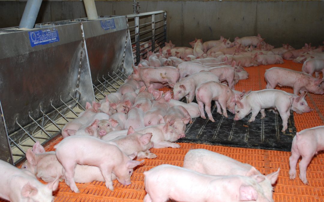 Weaned pigs in Nursery