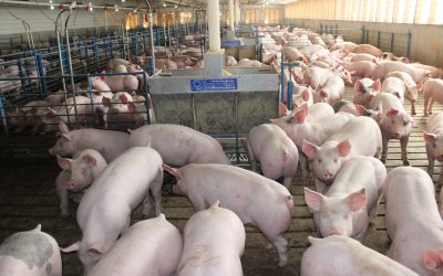 Understanding Your Role in Pork Quality