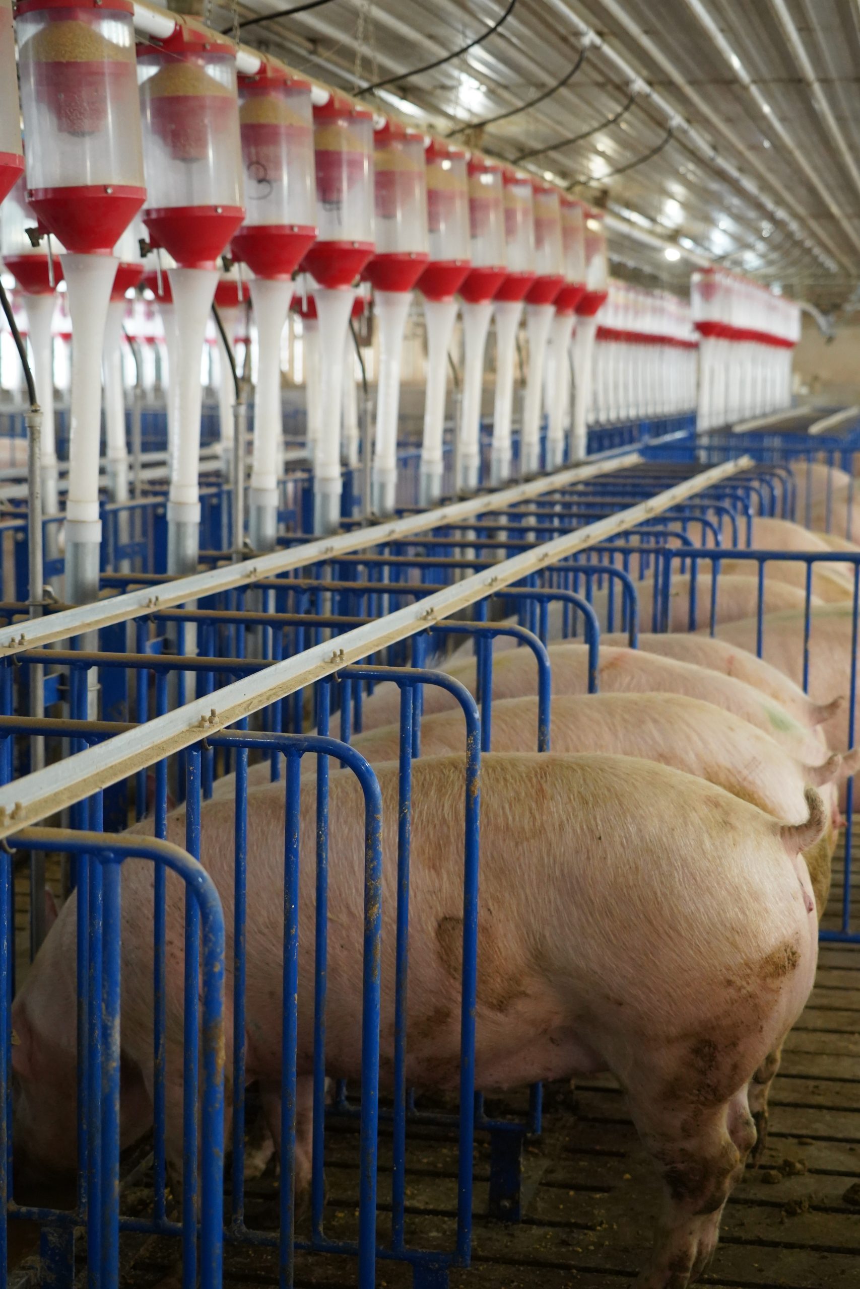 California Prop 12 What Lies Ahead? Farmweld