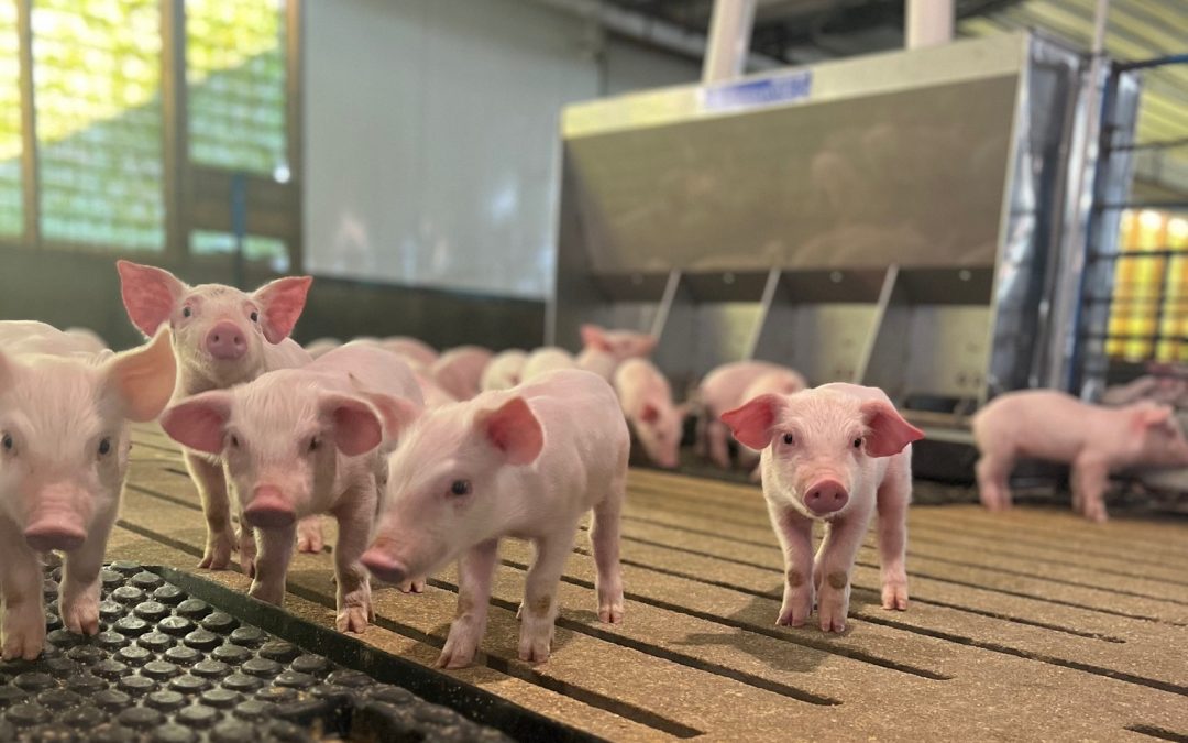 Lead Photo of Small Pigs for Progressive Pork Fall 2024